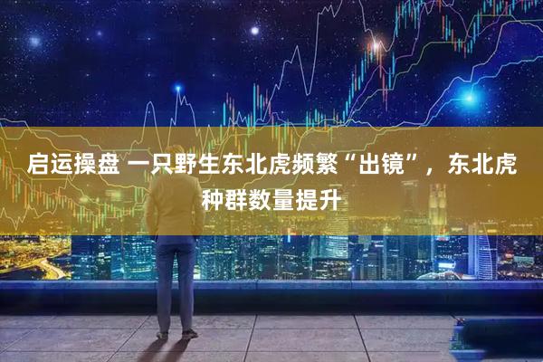 启运操盘 一只野生东北虎频繁“出镜”，东北虎种群数量提升