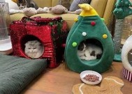 糖心猫宝宝在线：打造温暖可爱的宠物社区