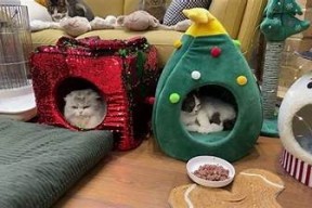 糖心猫宝宝在线：打造温暖可爱的宠物社区