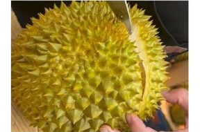 精彩糖心榴莲视频在线观看分享，带你领略榴莲的美味与魅力