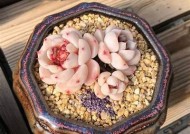 国产天鹅绒多肉植物会出糖心吗？养护技巧与注意事项解析