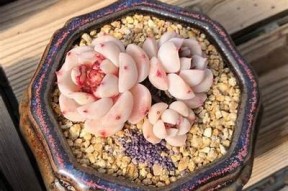 国产天鹅绒多肉植物会出糖心吗？养护技巧与注意事项解析