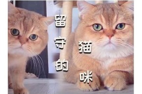 萌宠糖心vlog：小猫与生物老师的趣味互动视频