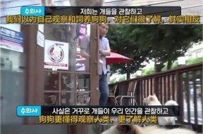 遛狗糖心：甜蜜爱情与狗狗陪伴的治愈小说在线阅读