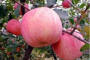 糖心苹果在线直播：新鲜水果直送到家，品质保证！