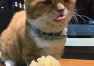 国产糖心柚子猫在线免费观看：甜蜜欢笑尽在其中