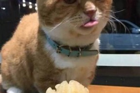 国产糖心柚子猫在线免费观看：甜蜜欢笑尽在其中