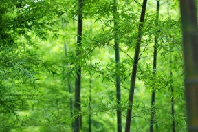 糖心淑女典心在线：诠释现代女性的优雅与魅力