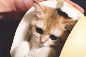 萌宠日常：糖心Vlog记录小猫成长的快乐时光
