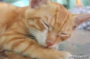 柚子猫糖心Vlog视频观看指南：在哪里可以找到？