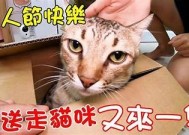 可爱糖心小猫日常vlog分享，快来看看它的精彩生活！