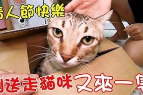 可爱糖心小猫日常vlog分享，快来看看它的精彩生活！
