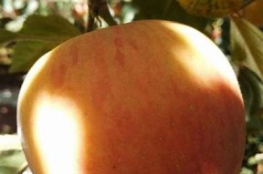 国产糖心苹果究竟好吃吗？口感与营养全解析！