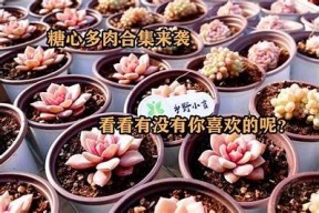 糖心合集：甜蜜小说在线阅读，让你沉浸在幸福故事中