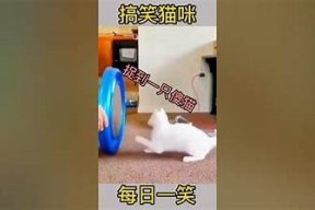 趣味短视频分享：柠檬猫的日常与搞笑瞬间Vlog集锦