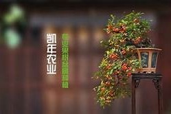 糖心小阿悄完整版在线观看，甜蜜青春故事尽在其中！