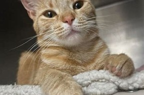 糖心橘猫在线：宠物养护与趣味分享，陪你畅游猫咪世界！