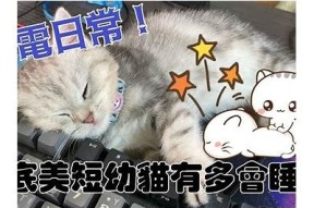 猫先生糖心的Vlog：快乐日常分享与暖心瞬间记录