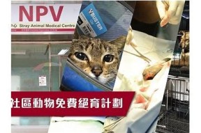 糖心一区：探寻甜蜜生活的理想选址与精彩活动分享