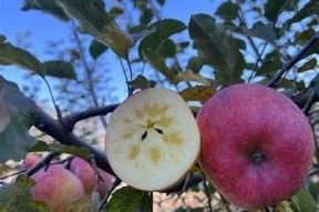 国产糖心苹果的市场赢家是谁？探秘最热门品牌及其特色特点