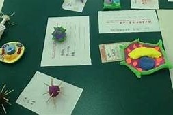 糖心的生物老师在线：探索生物知识的趣味之旅