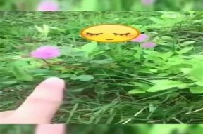 糖心含羞视频大全分享，精彩内容一网打尽