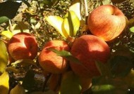 国产糖心苹果促销策略解析：提升销量的有效方法