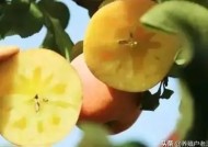 国产糖心苹果口感评测：到底好不好吃？