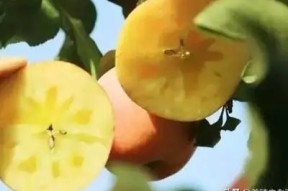 国产糖心苹果口感评测：到底好不好吃？