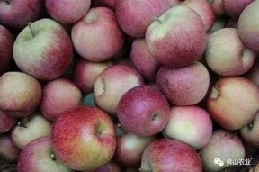 国产糖心苹果礼盒品质评测：送礼自用的优秀选择吗？