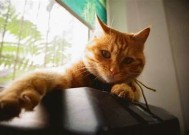 糖心VLOG官网：探索柚子猫的可爱生活与精彩瞬间