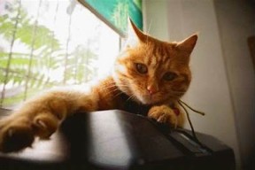 糖心VLOG官网：探索柚子猫的可爱生活与精彩瞬间