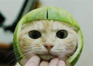国产糖心柚子猫优缺点调查及购买建议