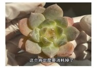 91多乙糖心在线：了解多乙糖的健康益处与实践指南