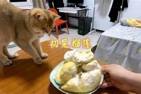 糖心Vlog：探秘榴莲的美味世界，甜蜜果肉大揭秘！