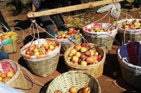 国产糖心苹果品种介绍与特点大全，助你选择最佳品种！