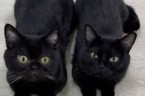 猫宝宝糖心在线：萌宠视频与养护秘籍一站式分享
