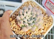 国产天鹅绒多肉与糖心的养护技巧与选购指导