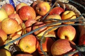 糖心苹果口感解析：国产糖心苹果真的好吃吗？