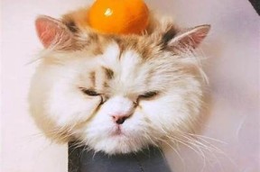 国产柚子猫糖心：甜蜜的水果魅力与健康养生的完美结合