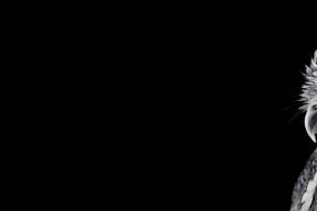 糖心反贼：热血青春的冒险与成长在线阅读