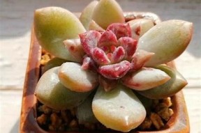 糖心出品：在线观看蜘蛛，畅享精彩剧情与视觉盛宴