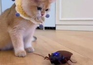 糖心猫宝宝在线观看：萌宠视频陪你度过快乐时光