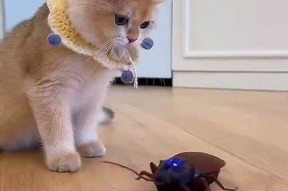 糖心猫宝宝在线观看：萌宠视频陪你度过快乐时光
