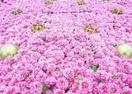 糖心糖果：甜蜜爱情与成长的奇幻冒险