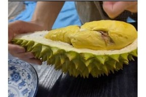 糖心榴莲视频：让你领略甜美与独有的榴莲魅力