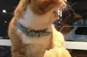柚子猫糖心Vlog视频观看指南：精彩内容汇总与链接