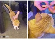 在线畅享糖心橘子猫，带你领略萌宠的可爱世界！
