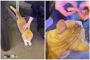 在线畅享糖心橘子猫，带你领略萌宠的可爱世界！