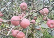 国产糖心苹果品牌揭秘：优质果品深受消费者喜爱